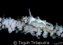 Captured at Bunaken, Manado, Indonesia. by Teguh Tirtaputra 
